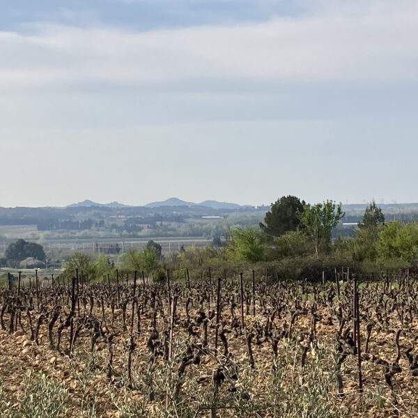 Début du printemps sur les champs de vignes, un paysage découvert lors d'une location de mobylette