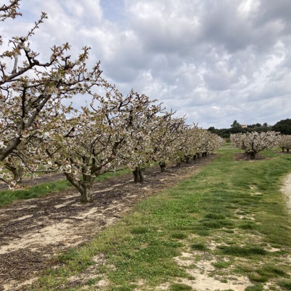 Les cerisiers en fleurs lors de la sortie en mobylette