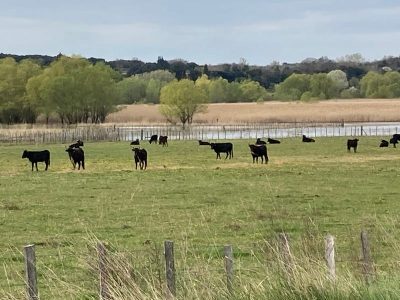 Rencontre avec des taureaux lors d'une balade en mobylette avec Gard à la mob