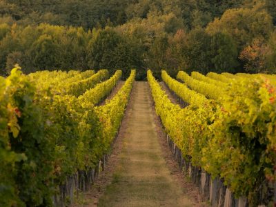 Sortie en mobylette près des vignobles gardois