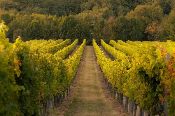 Sortie en mobylette près des vignobles gardois